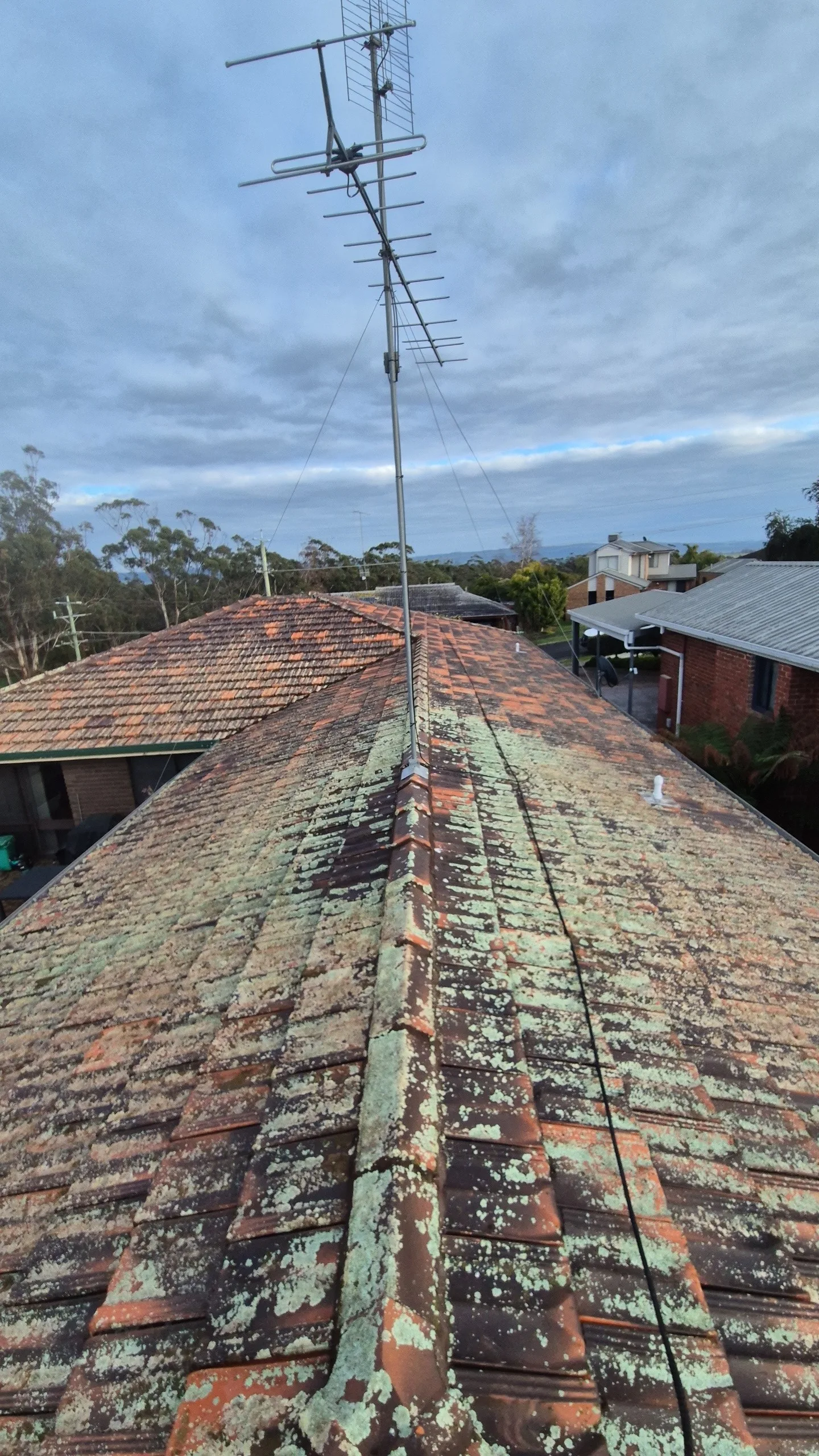 old terracotta roof ridge covered in moss and lichen before restoration, Gippsland VIC